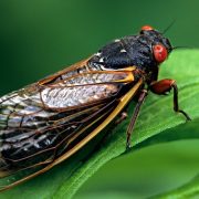 Una plaga de cigarras zombie