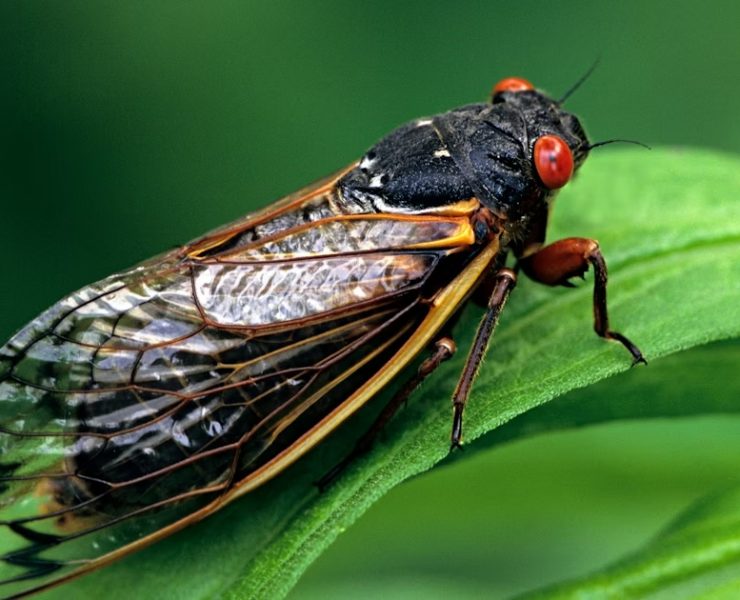 Una plaga de cigarras zombie