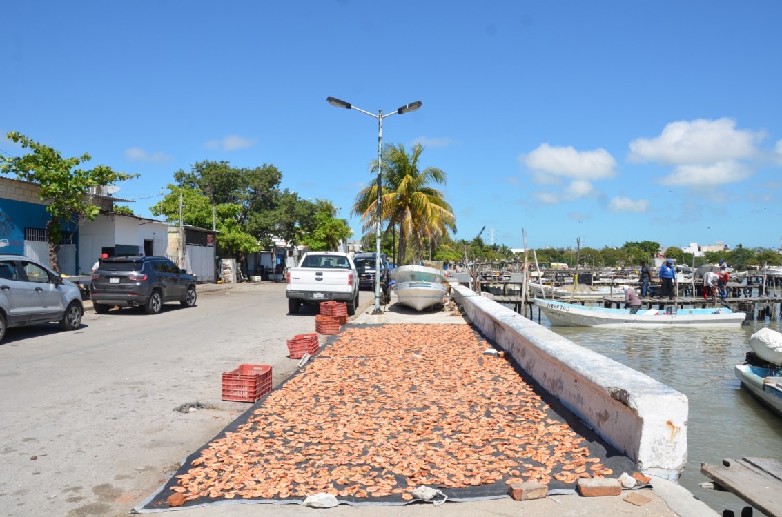 Veda de camarón entra en el mes de mayo 