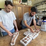 En Argentina encuentran fósiles