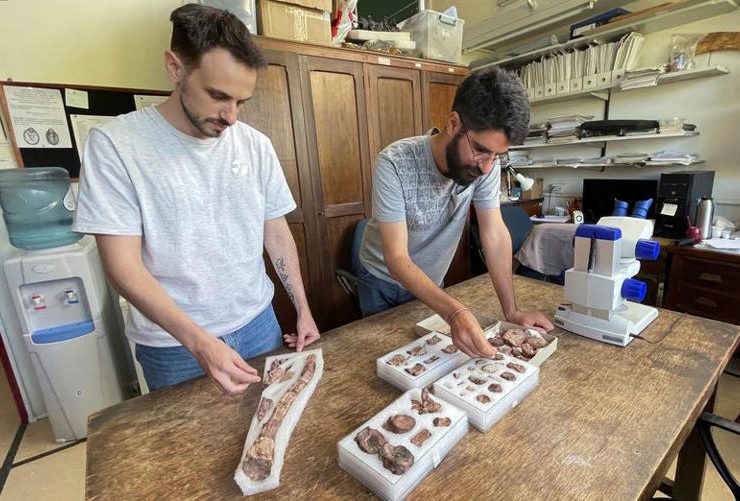 En Argentina encuentran fósiles
