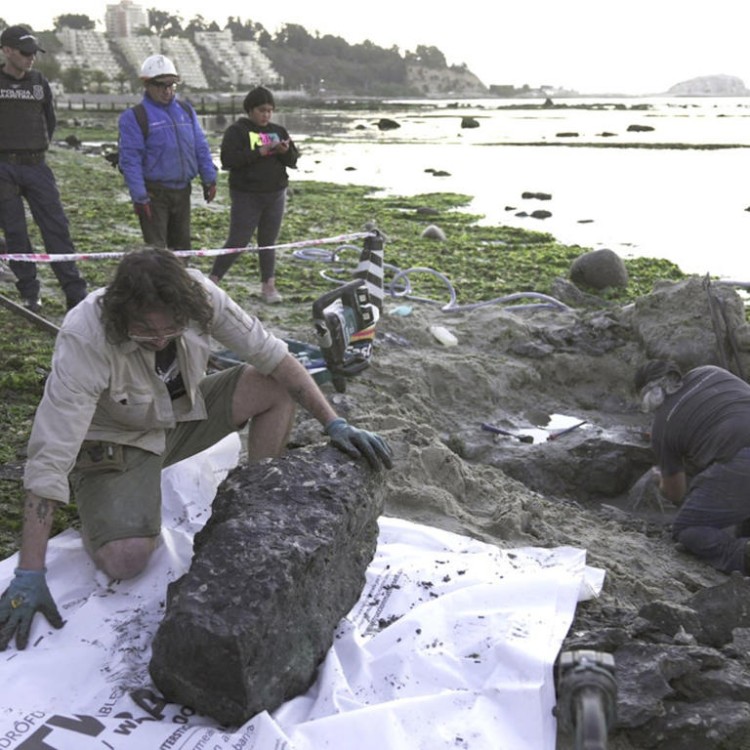 Descubren nuevos fósiles en Chile