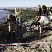 Descubren nuevos fósiles en Chile