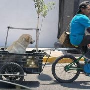 Adapta un carrito con techo para transportar a su perrito en su bicicleta