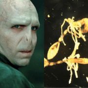 Nueva hormiga es nombrada Voldemort