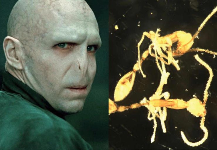 Nueva hormiga es nombrada Voldemort
