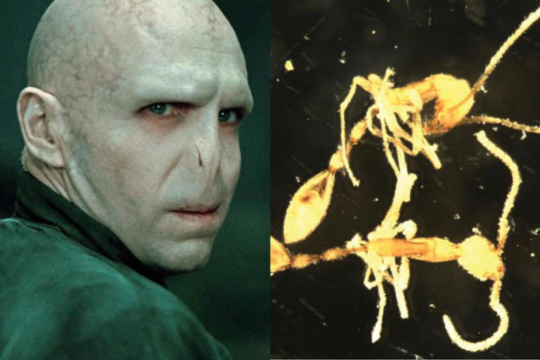 Nueva hormiga es nombrada Voldemort