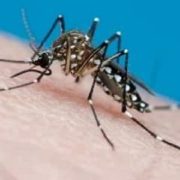 Ascienden a 161 fallecimientos por dengue en Argentina