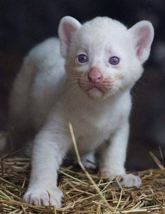 Nace un Puma Albino en el zoológico de Nicaragua