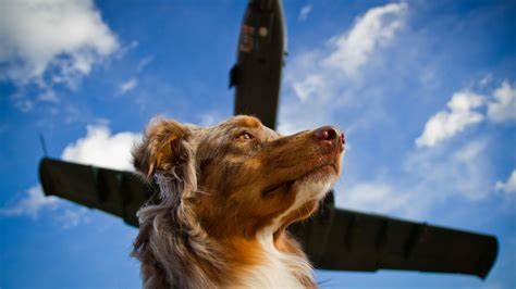 ¿Una aerolínea para mascotas?