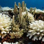 Blanqueamiento masivo de arrecifes de coral