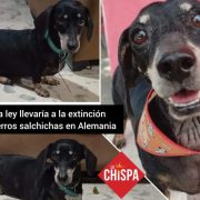 Una nueva ley en Alemania llevaría a la extinción de los perros salchichas