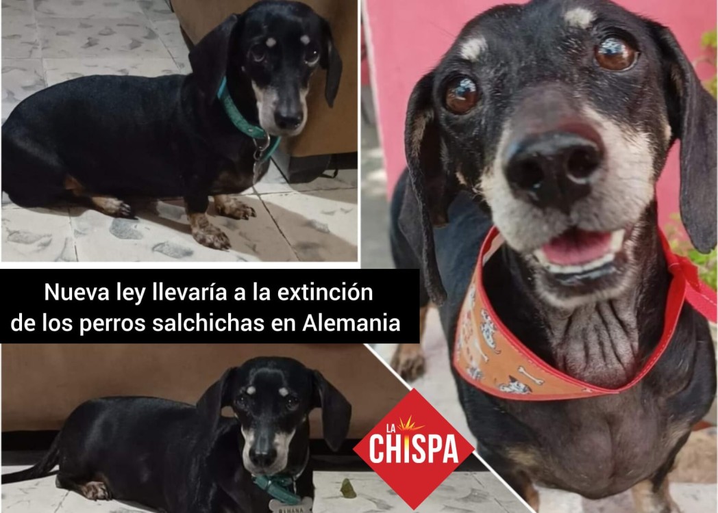 Una nueva ley en Alemania llevaría a la extinción de los perros salchichas