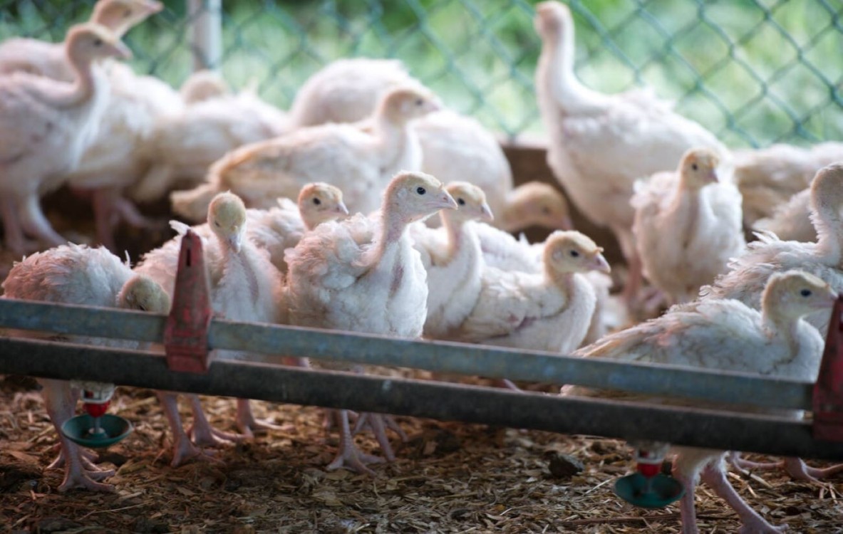 Avance en proyectos acuícolas y avícolas