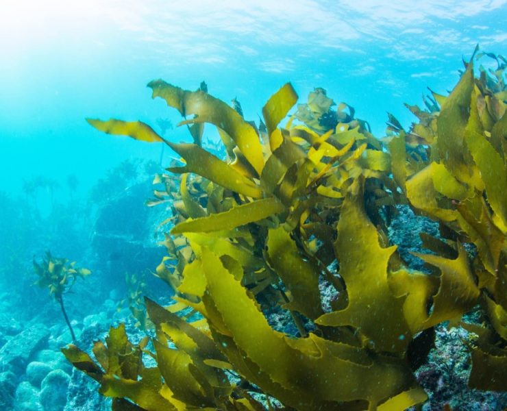 Un alga evoluciona para consumir nitrógeno