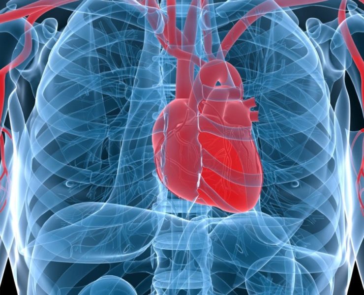 Descubren bacterias que ayudan al corazón