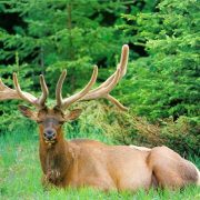 Cazadores mueren por el virus