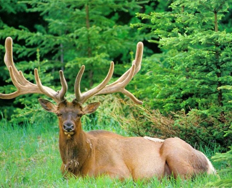 Cazadores mueren por el virus