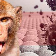 Descubren variante de la viruela del mono