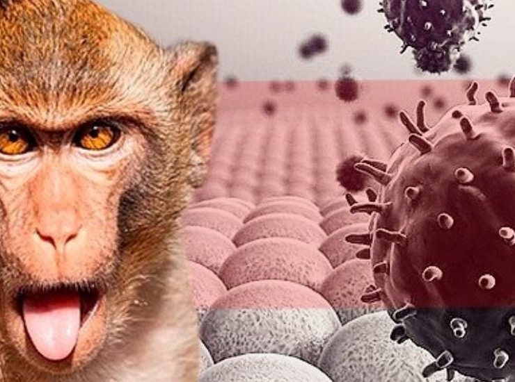 Descubren variante de la viruela del mono