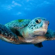 Contaminación lumínica y residuos plásticos amenazas latentes para las tortugas marinas