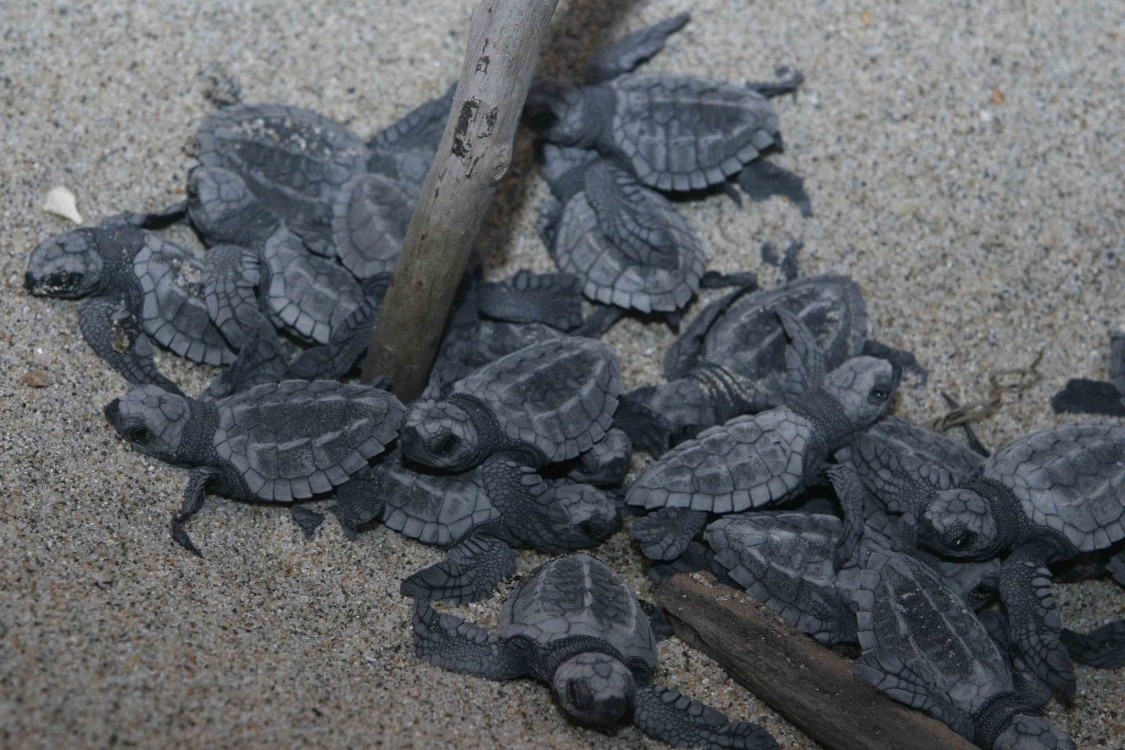 Hasta el momento no hay registro de anidación de tortugas marinas