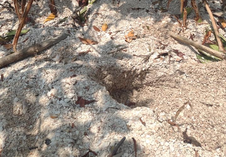 Hasta el momento no hay registro de anidación de tortugas marinas