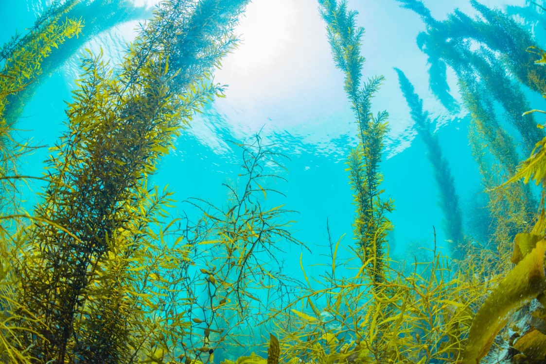 Un alga evoluciona para consumir nitrógeno