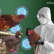 El segundo humano con gripe aviar