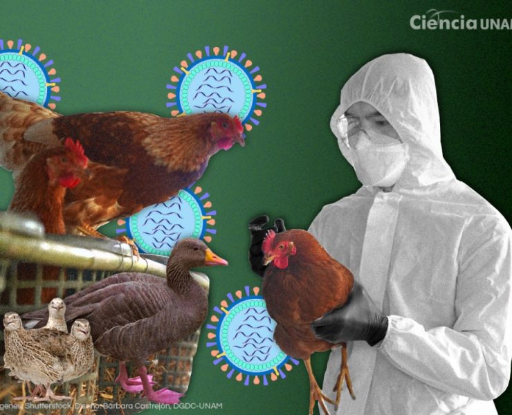 El segundo humano con gripe aviar