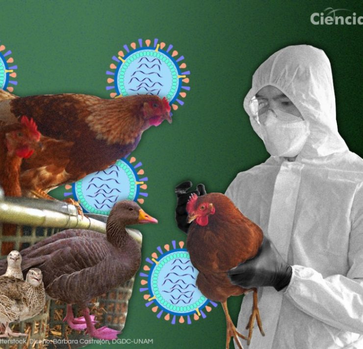 El segundo humano con gripe aviar