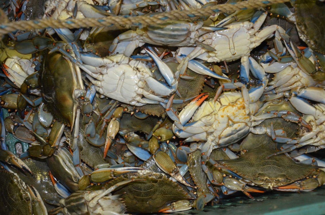 Desciende captura de jaiba por altas temperaturas