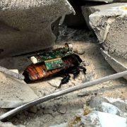 Singapur crea Cucarachas Ciborg