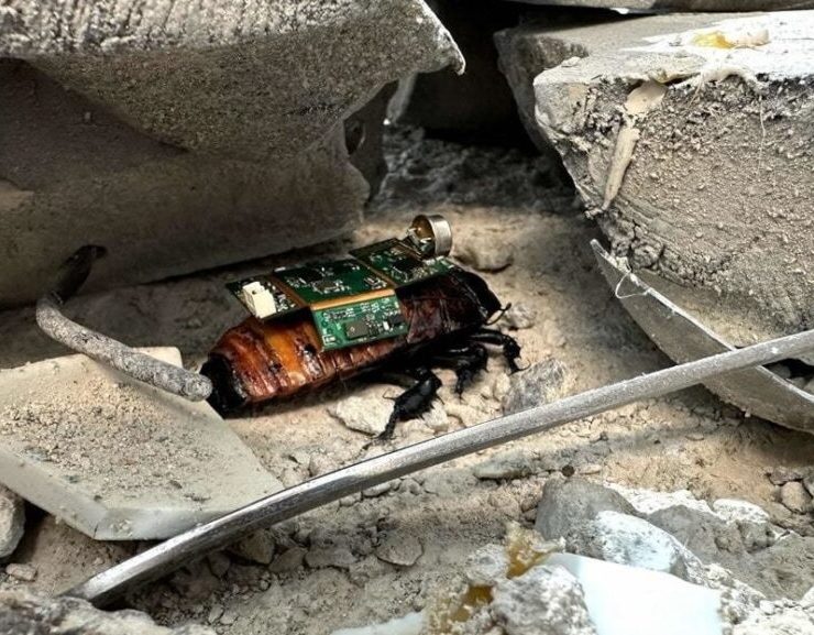 Singapur crea Cucarachas Ciborg