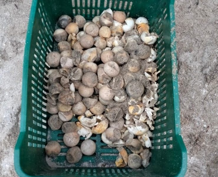 Campamentos tortugueros carecen de recursos económicos