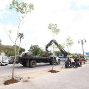 Continúa la plantación de maculís en el Corredor Turístico y Gastronómico