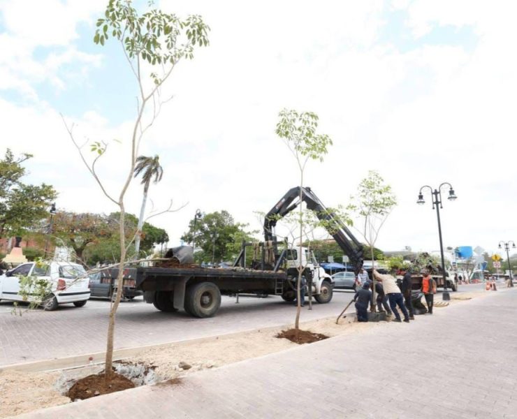 Continúa la plantación de maculís en el Corredor Turístico y Gastronómico