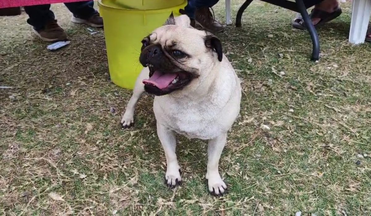 Hay que mantener hidratadas a las mascotas ante las altas temperaturas