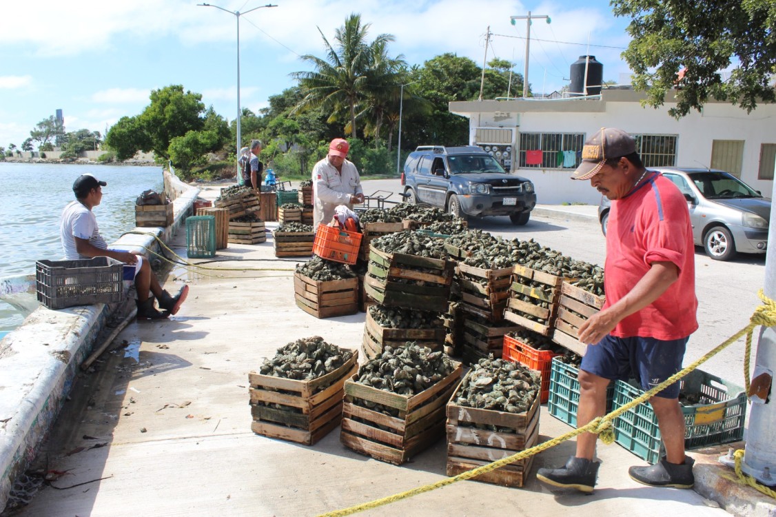 Autoridades no contrarrestan la explotación de bancos ostrícolas