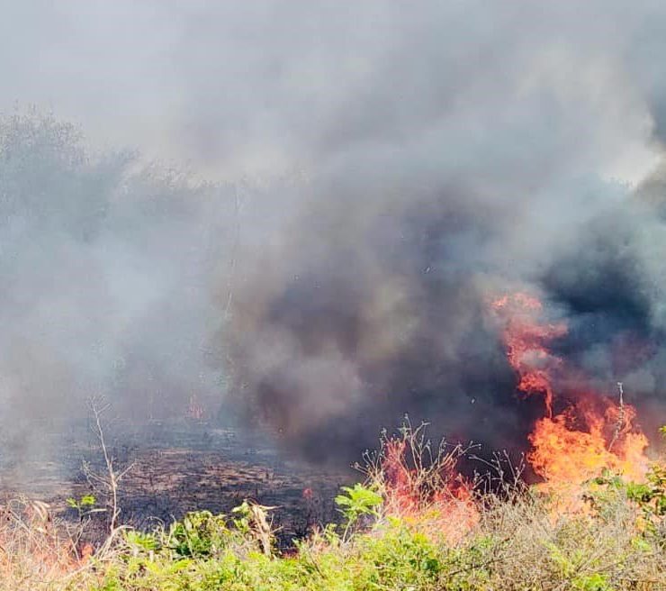 Ola de calor propicio para incendios forestales