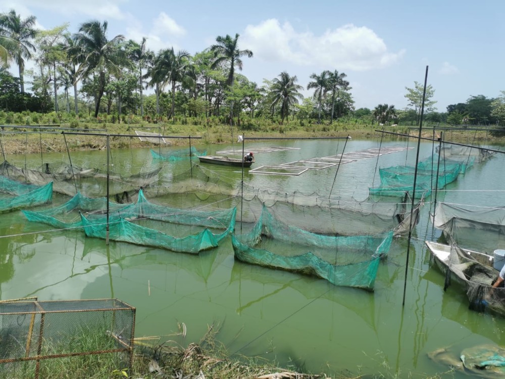 Mueren peces en Atasta