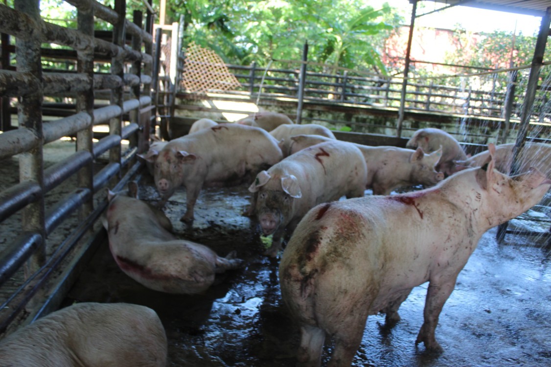 Inversión de 20 mdp para remodelación del rastro municipal