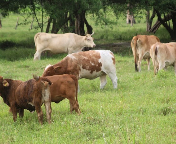 Gobiernos tienen abandonado el campo
