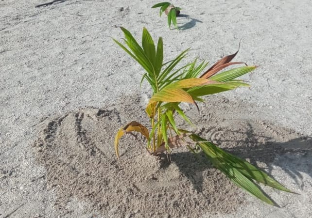 El ANFFLT carece de programas para proteger el medio ambiente