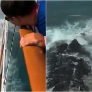 Extraña criatura aterroriza un barco