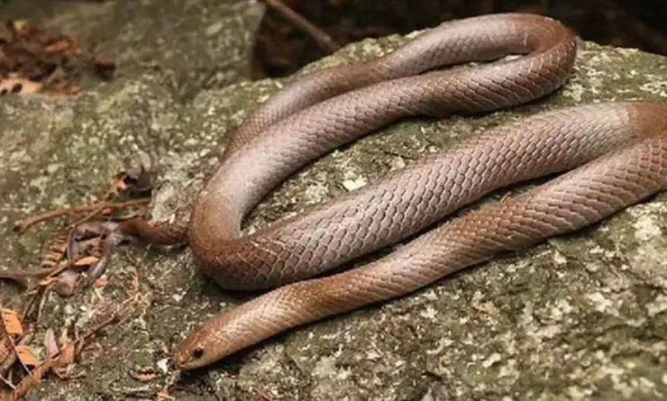 En Tailandia descubren una nueva serpiente