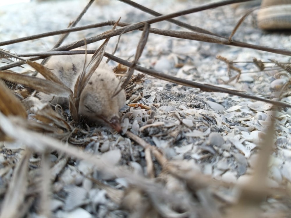 Perros callejeros deprendan nidos de charrán mínimo