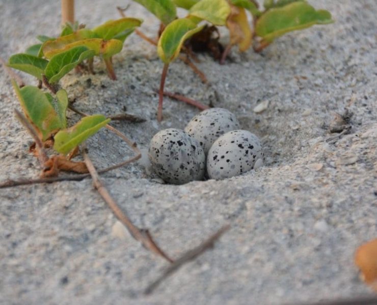 Perros callejeros deprendan nidos de charrán mínimo