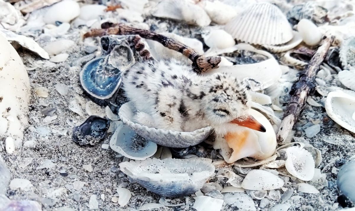 Perros callejeros deprendan nidos de charrán mínimo