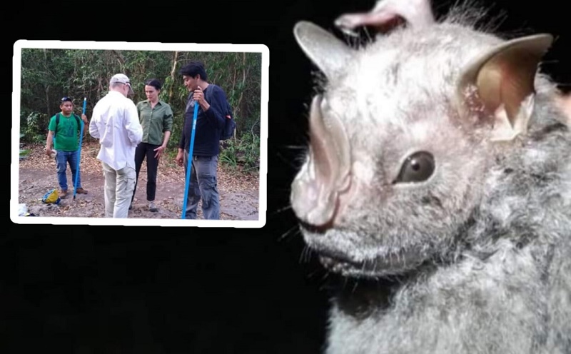 En Cozumel registran nueva especie de Murciélago Ojón Peludo